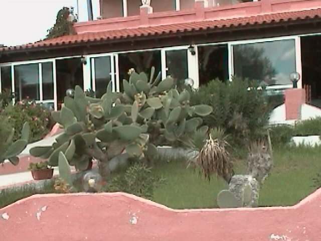 kaktusdy.jpg